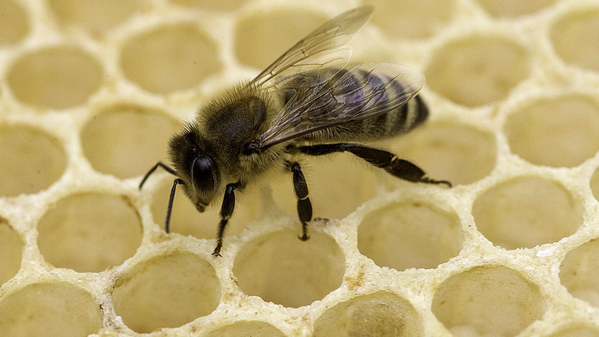 In Not: Wachsende Trockenheit, schwindende Blütenvielfalt und Krankheiten bereiten der
 Biene Probleme.