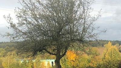 Einsam steht der letzte Baum einer ehemaligen Streuobstwiese in Bretten-Gölshausen in der Landschaft. Vor einem Jahr rettete ihn der Nabu vor der Kettensäge. 