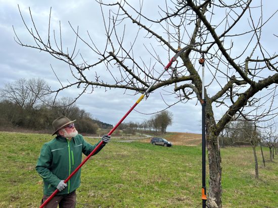 Mit Schneidgiraffe und Säge bringt Thomas Hauck derzeit die kommunalen Obstbäume in Gondelsheim in Form. Er sagt, ohne Pflege altern die Bäume schneller und gehen in kürzester Zeit kaputt.
