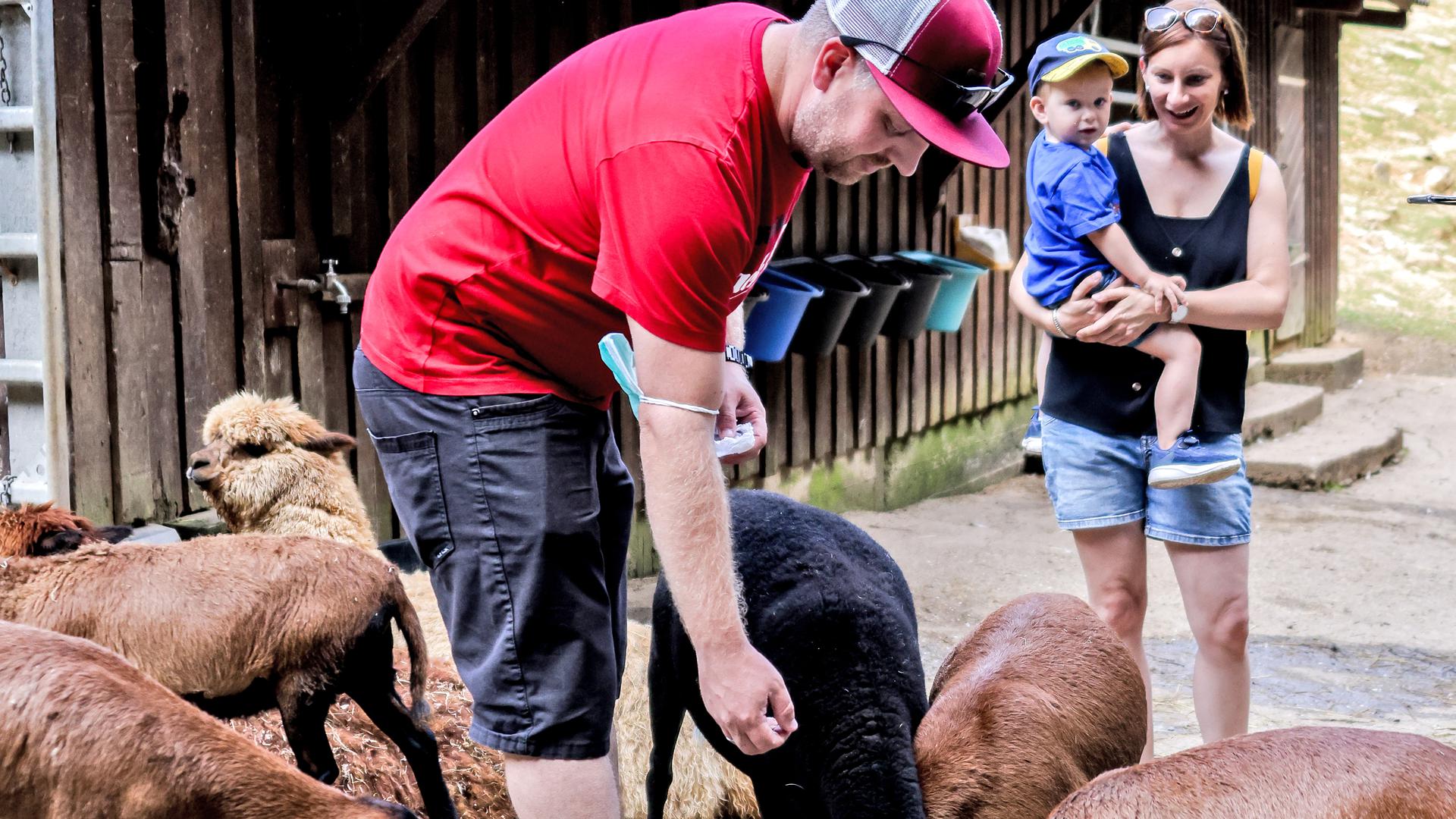 Ein Mann füttert und streichelt Ziegen im Tierpark Bretten.