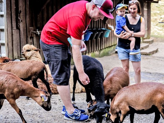 Ein Mann füttert und streichelt Ziegen im Tierpark Bretten.