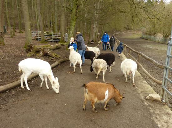 Ziegen und Schafe stehen auf einem Weg mit Kindern