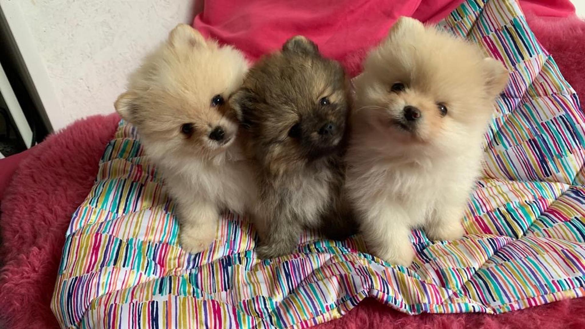 Drei kleine Hunde