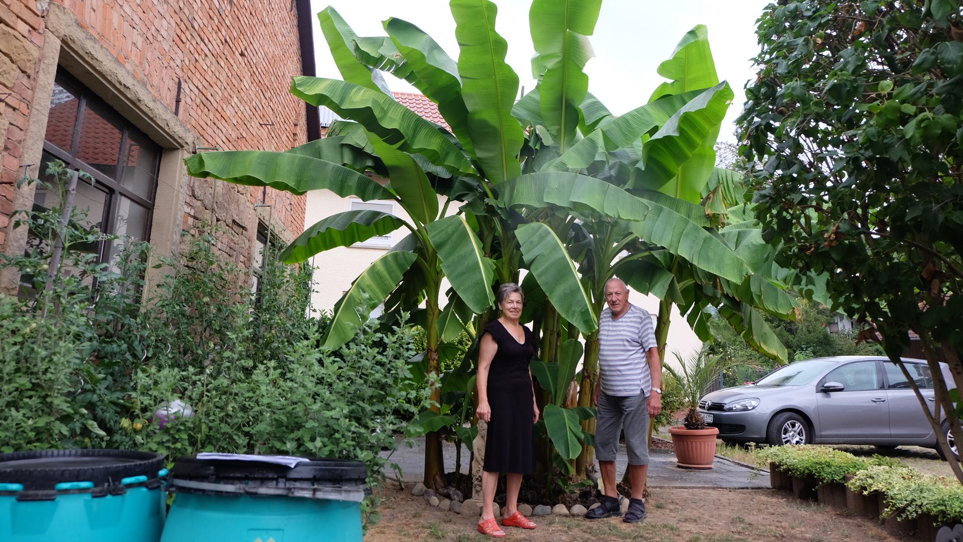 Eine Frau und ein Mann stehen nebeneinander vor einer Bananenstaude.