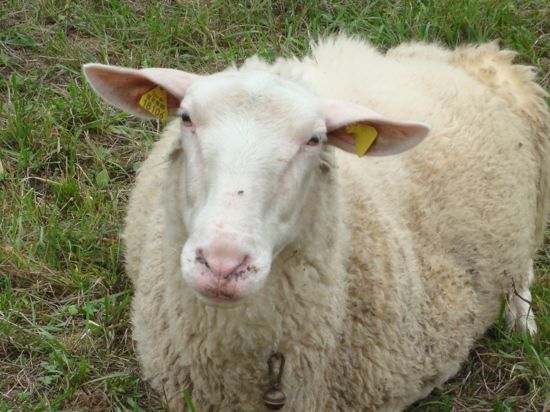 Ein Schaf sitzt auf einer Wiese