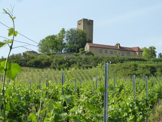 Bewegte Geschichte: Es ist eines der altehrwürdigsten Weingüter in der Region. Jetzt feiert die Burg Ravensburg in Sulzfeld einen ganz besonderen Geburtstag. 