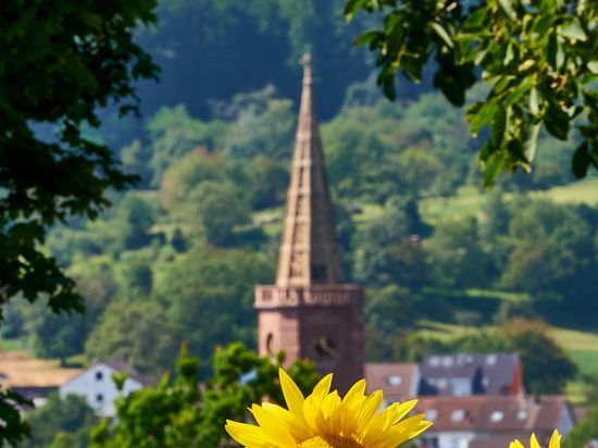 Sonnenblumen Obergrombach