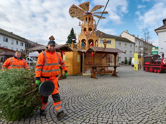 Mit Tannenbäumen verwandeln die beiden Landschaftsgärtner-Azubis Sam Franck (links) und Moritz Schröder (rechts) den Otto-Oppenheimer-Platz in eine Winterwaldlandschaft. Dort soll am 27. November der Weihnachtsmarkt eröffnet werden. 