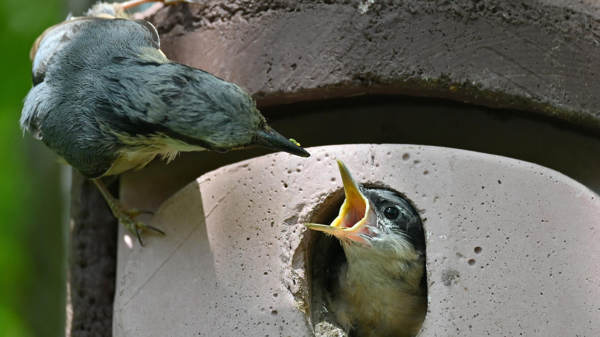Für viele Vögel wird das Futter gerade im Winter knapp.