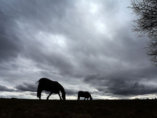 Pferde weiden auf einer Wiese am Alpenrand unter dem dicht bewölktem Himmel. +++ dpa-Bildfunk +++