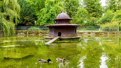 Algenteppich im Ententeich: Grund für das Grün im Wasser sind die Enten und ihre gut gemeinte, aber verbotene Fütterung.