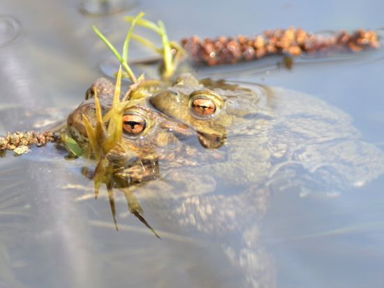 Erdkröten am Baggersee in Untergrombach