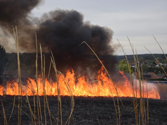 Ein Feld steht im Jahr 2015 bei Diedelsheim in Flammen. Dahinter ist Bretten zu sehen. 