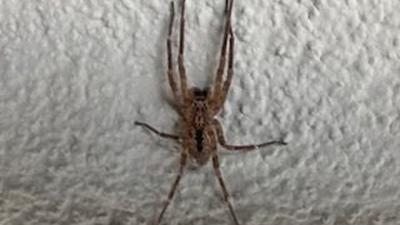 Bild von Heidemarie Fischer, auf dem die zu sehende Spinne vom Experten Andreas Wolf eindeutig als Nosferatu-Spinne bestimmt wurde