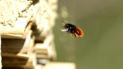 Die Mauerbiene gehört zu den rund 300 Bienenarten, die Experten rund um Bruchsal nachweisen konnten.