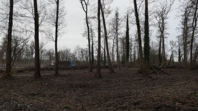 Mit schwerem Gerät setzten Waldarbeiter im Waldstück zwischen A5 und Baggersee zum Kahlschlag an. Vom dichten Buschwerk ist nichts mehr zu sehen.