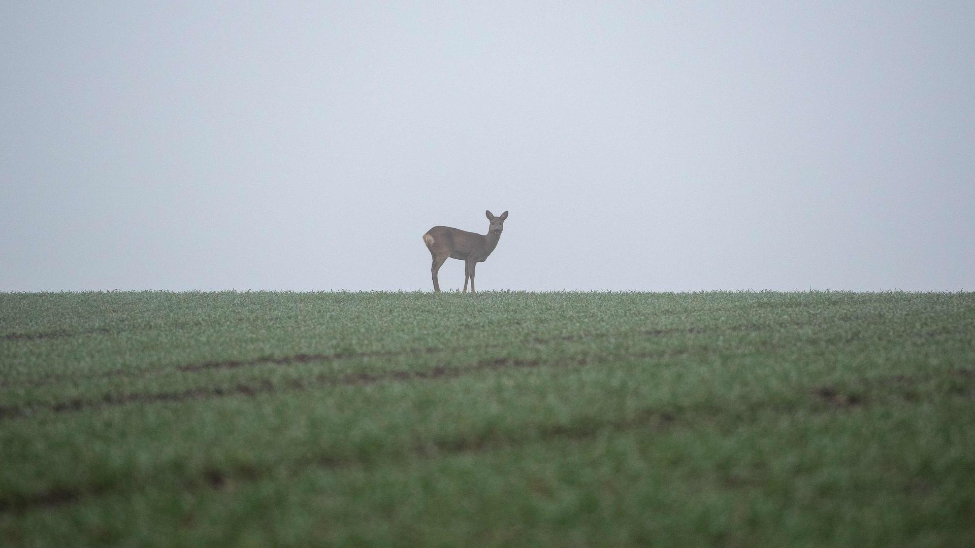 Ein Reh steht bei Nebel auf einem Feld.