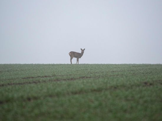 Ein Reh steht bei Nebel auf einem Feld.