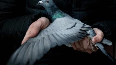 Marcel Krause hält eine Taube in seinen Händen. Besuch beim jungen Taubenzüchter aus Kamen. Anfang Januar findet in Dortmund die weltgrößten Brieftaubenmesse statt. +++ dpa-Bildfunk +++