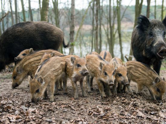  Wildschweine suchen in einem Waldgebiet den Boden nach Futter ab. 