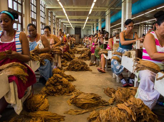 04.07.2018, Kuba, Pinar del Rio: Frauen und Männer bearbeiten trockene Tabakblätter in einer Fabrik. Kuba hat 2017 Zigarren im Wert von 500 Millionen US-Dollar (406 Mio Euro) verkauft. Damit stieg der Absatz um zwölf Prozent im Vergleich zum Vorjahr. 54 Prozent der Exporte gingen 2017 nach Europa, gefolgt von Lateinamerika und Kanada mit 17 Prozent und Asien mit 15 Prozent. Foto: Rafael Fernández Rosell/ACN/dpa +++ dpa-Bildfunk +++ |