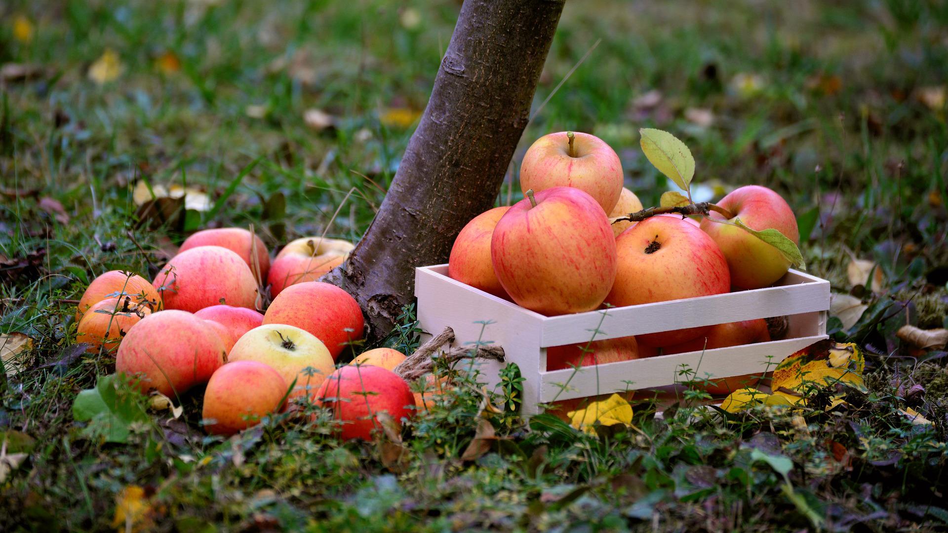 Eine Kiste mit Äpfeln steht auf einer Wiese.