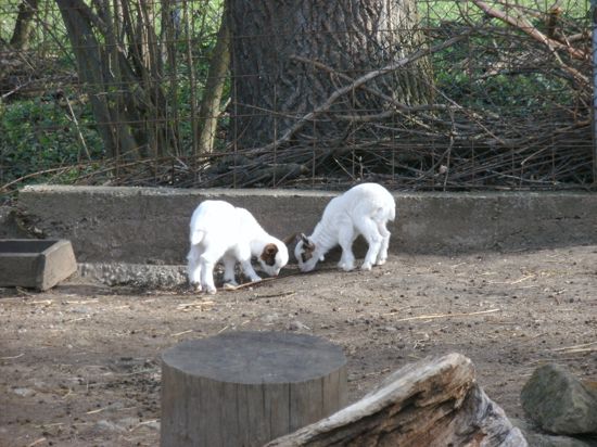 Zwei Neugeborene Ziegen im Tierpark Bad Schönborn