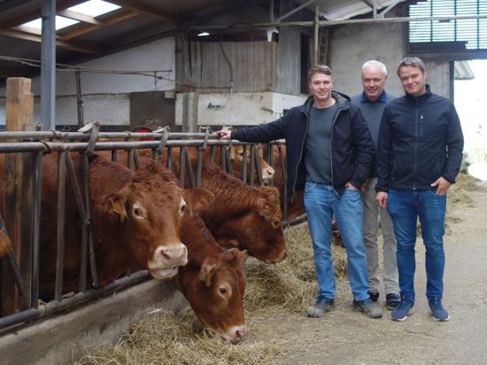 Andre, Karl-Heinz und Dominik Kästel im Stall bei ihren Limousin-Rindern.