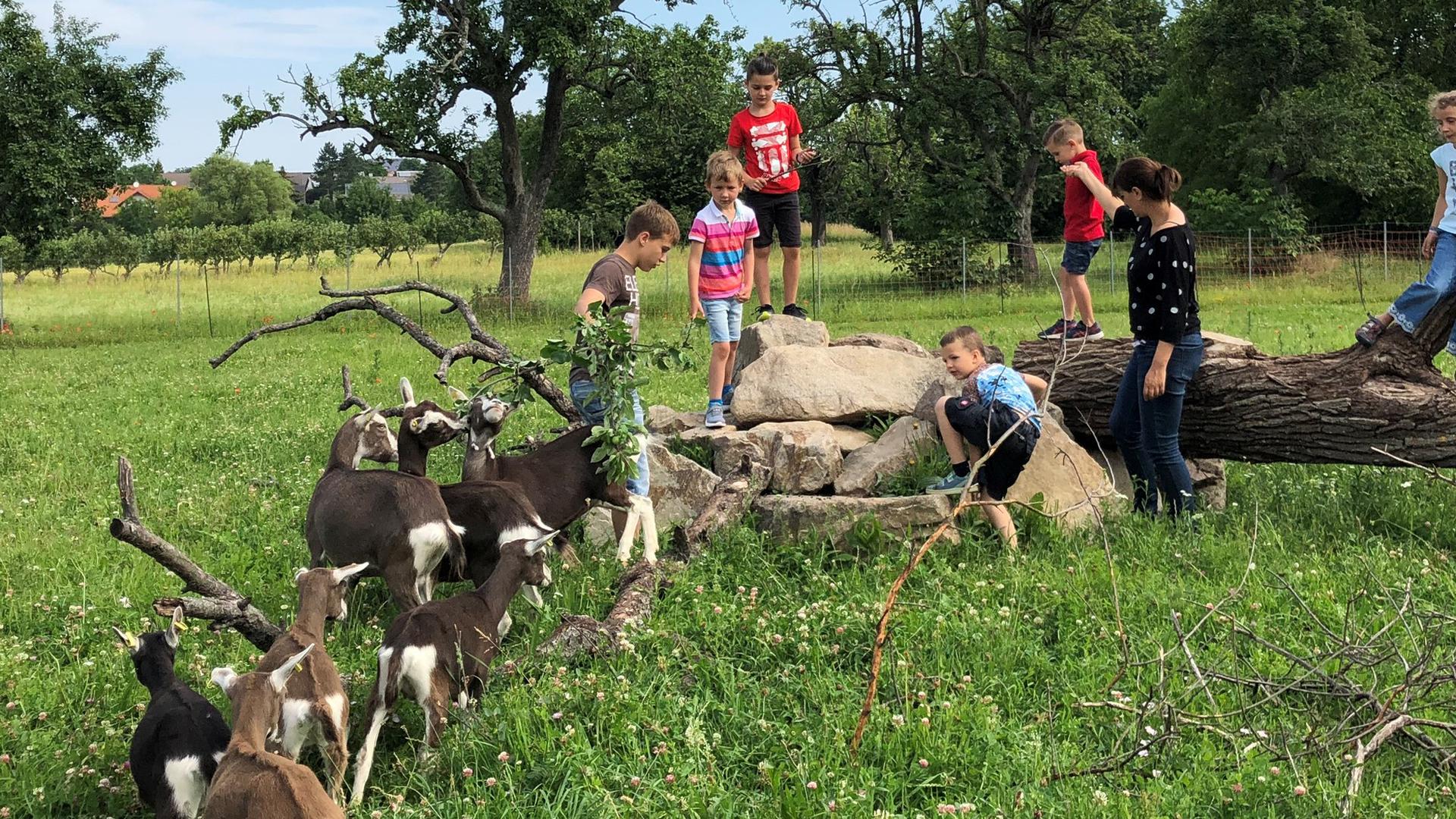 Tierische Co-Therpeuten: Beim Spaziergang mit Ziegen können viele große und kleine Patienten der Fachklinik Mikina in Bad Schönborn lernen, sich zu entspannen. 