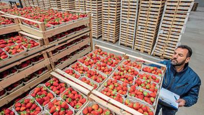 Stapeln, prüfen und transportieren: Die Obst- und Gemüse-Absatzgenossenschaft Nordbaden liefert Erdbeeren an Lebensmitteleinzelhandels-Konzerne und an Großmärkte – bis nach Hamburg.