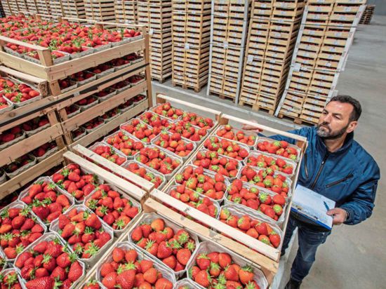 Stapeln, prüfen und transportieren: Die Obst- und Gemüse-Absatzgenossenschaft Nordbaden liefert Erdbeeren an Lebensmitteleinzelhandels-Konzerne und an Großmärkte – bis nach Hamburg.