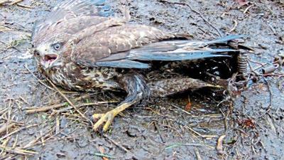 Gefangen in einem Tellereisen ist dieser Bussard. Die Greifvögel sterben öfter auch durch vergiftete Köder am Boden.