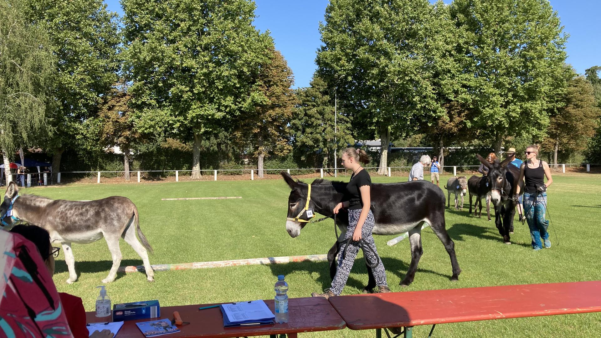 Eselbewertung auf der Reitanlage Forst beim Esel- und Muli-Treffen der IGEM Deutschland