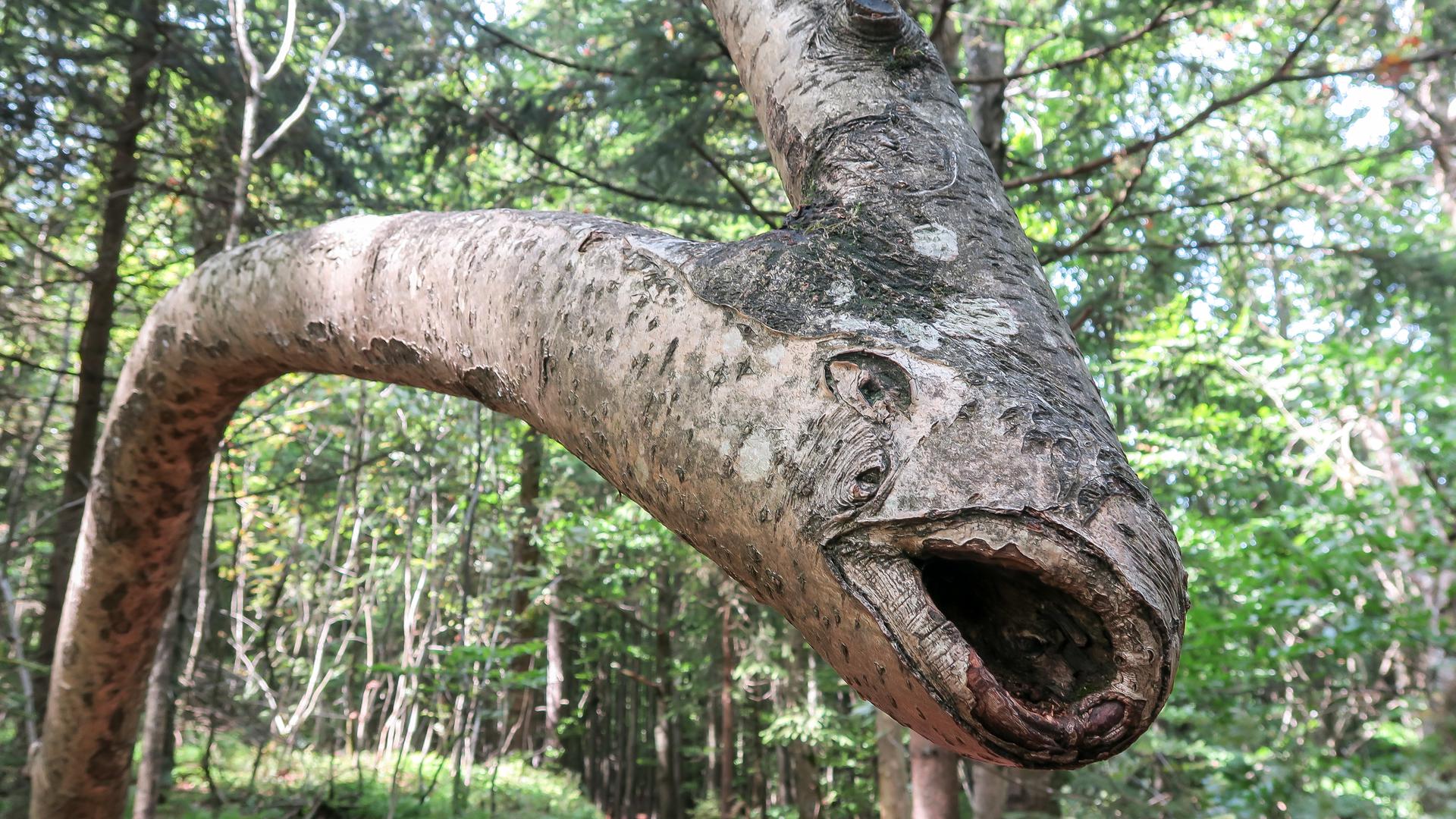 Baum mit schrägem Stamm und „Gesicht“