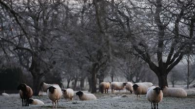 Schafe stehen auf einer Wiese, die mit Raureif bedeckt ist.