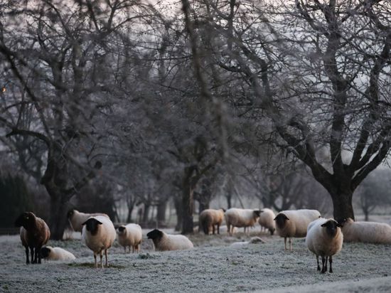 Schafe stehen auf einer Wiese, die mit Raureif bedeckt ist.