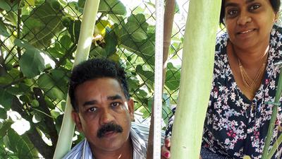 Babu und Pavusiha Vijayakumar mit ihrer Riesengurke im Garten in Neuthardt