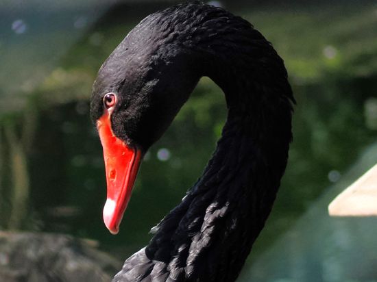 Der Schwarz- oder Trauerschwan ist mit seinem tiefschwarzen Gefieder und leuchtend roten Schnabel eine imposante Erscheinung. 