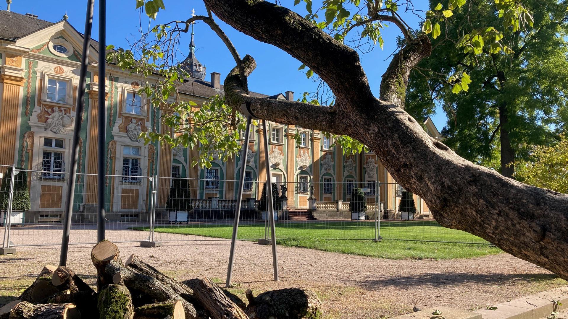 Beschnitten wurde der Trompetenbaum im Schlosspark Bruchsal. Seit Jahrzehnten ist er als Kletterbaum beliebt. Das hat dem Baum arg zugesetzt. 