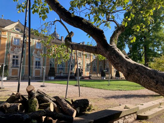 Beschnitten wurde der Trompetenbaum im Schlosspark Bruchsal. Seit Jahrzehnten ist er als Kletterbaum beliebt. Das hat dem Jahrzehnte alten Baum arg zugesetzt. 