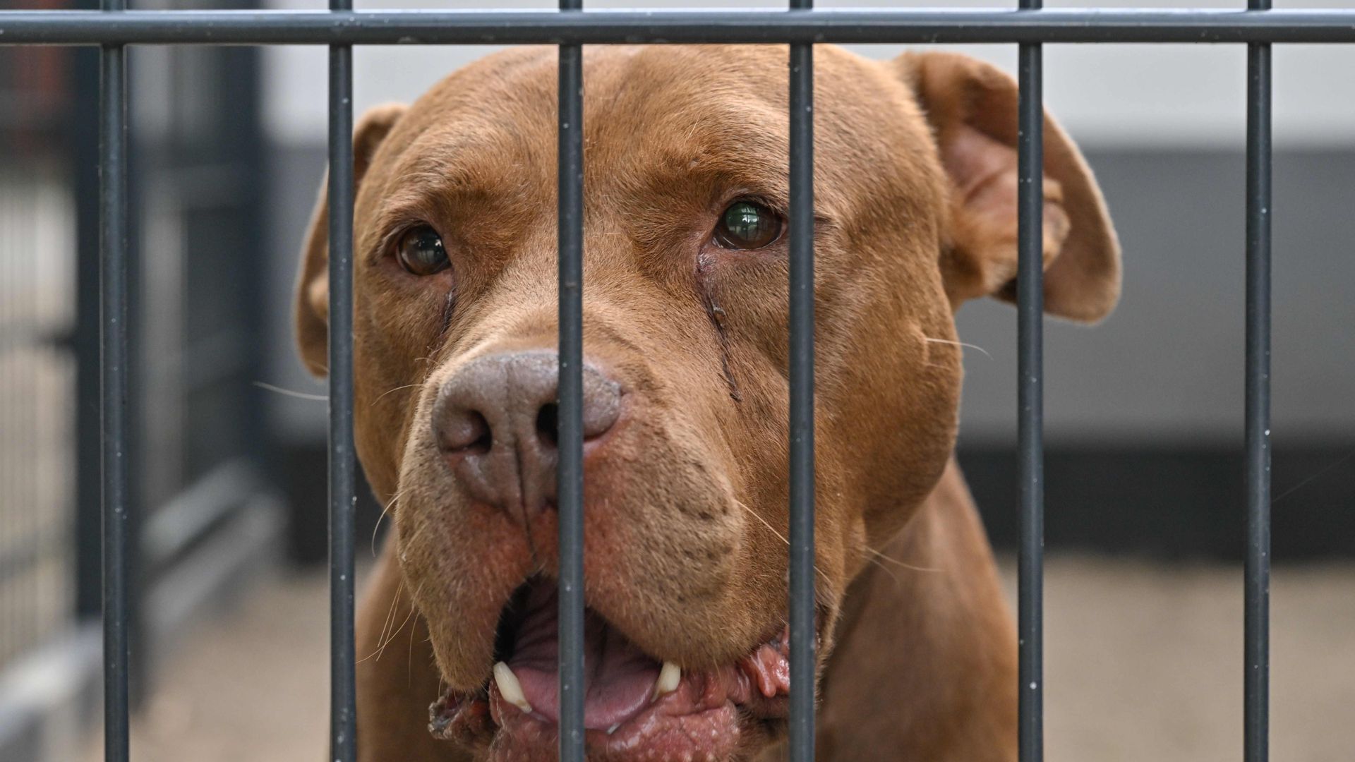 Ein American Staffordshire Terrier schaut durch das Gitter seines Zwingers im Tierheim am See von Jana Feister. (zu dpa: ««Wenn ich nicht helfe, tut es keiner» - Jana Feister rettet Tiere») +++ dpa-Bildfunk +++