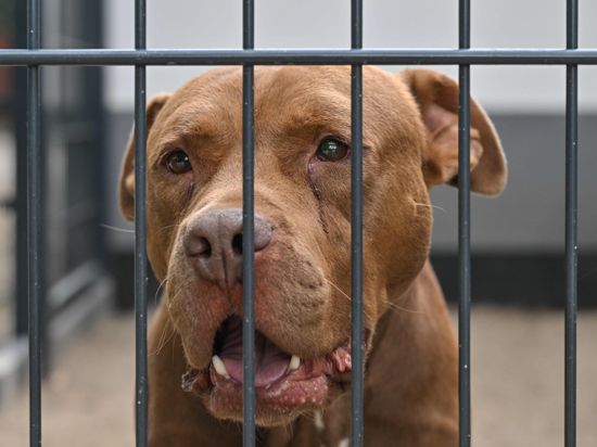 Ein American Staffordshire Terrier schaut durch das Gitter seines Zwingers im Tierheim am See von Jana Feister. (zu dpa: ««Wenn ich nicht helfe, tut es keiner» - Jana Feister rettet Tiere») +++ dpa-Bildfunk +++