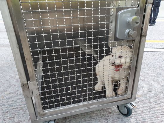 Ein kleiner weißer Löwe sitzt in einem Käfig.