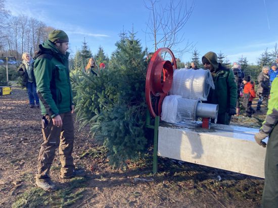 Verkäufer Kai Kaltenbrunner hilft dabei, die geschlagenen Weihnachtsbäume einzunetzen. 