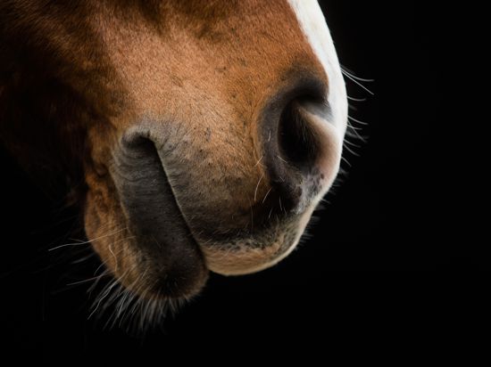 Das Maul eines Pferdes, fotografiert bei einem Vorschautermin für eine Pferdemesse. 