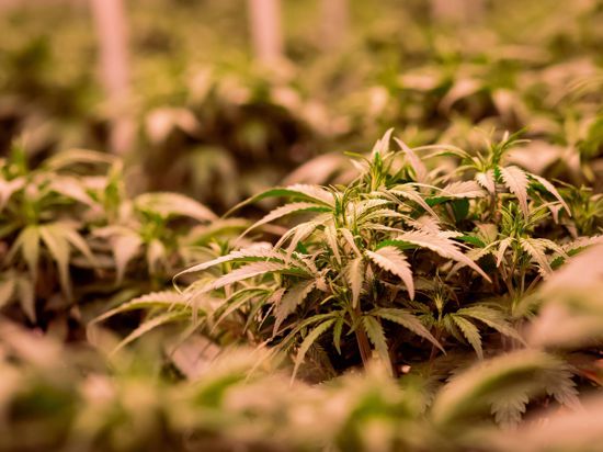Cannabisplanzen stehen im Blühraum einer Produktionsanlage.