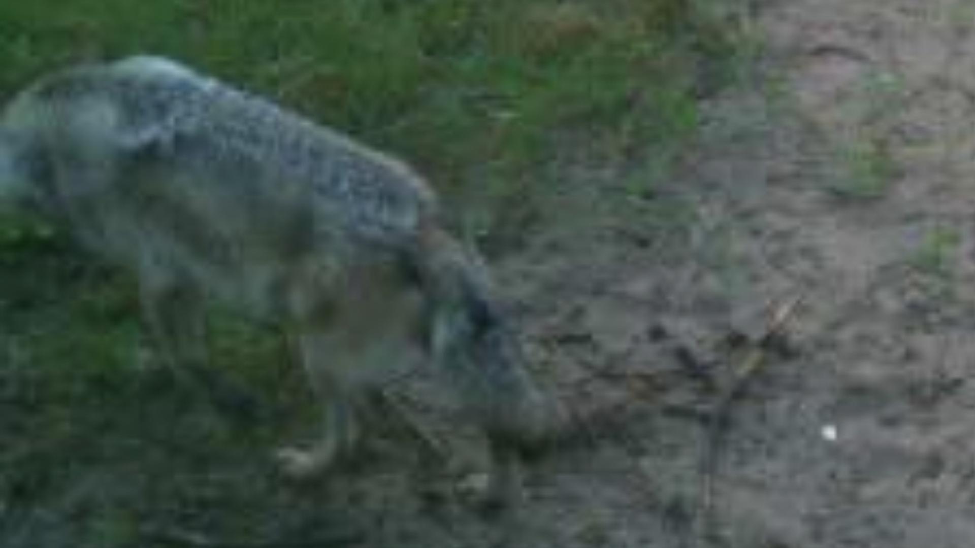 Eine Wildkamera fing im Frühjahr 2022 einen mutmaßlichen Wolf in der Molzau bei Philippsburg ein. 