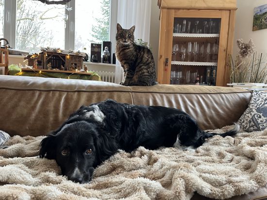 Katze und Hund auf einem Sofa.