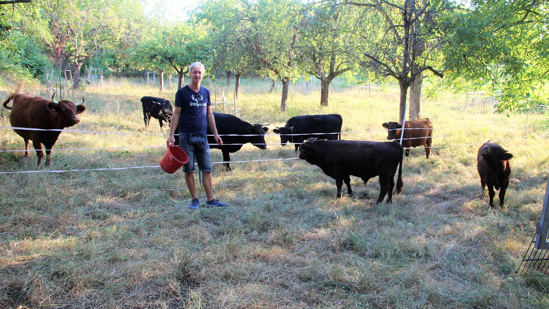 Maik Wilsmann hält in Zeutern eine kleine Herde Dexter-Rinder in ursprünglicher Form