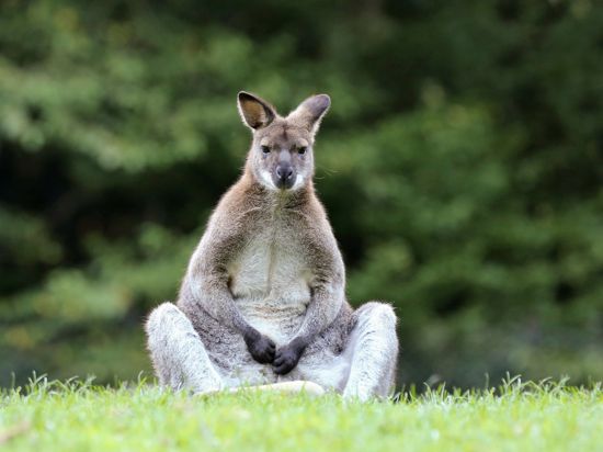 Känguru aus dem Brettener Tierpark Willig
August 2017
Foto: pr